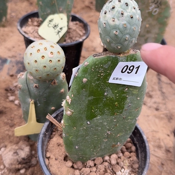 特价超级月球坑091