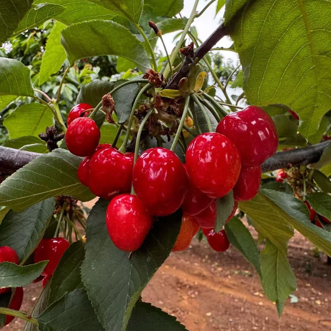 山东新鲜现摘美早樱桃 J 净果三斤新鲜水果美早山东省