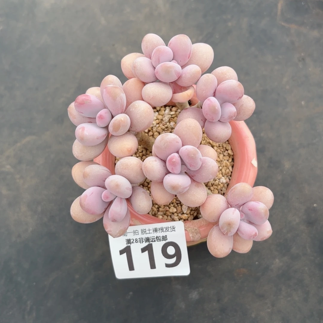 桃蛋老桩无盆土发货