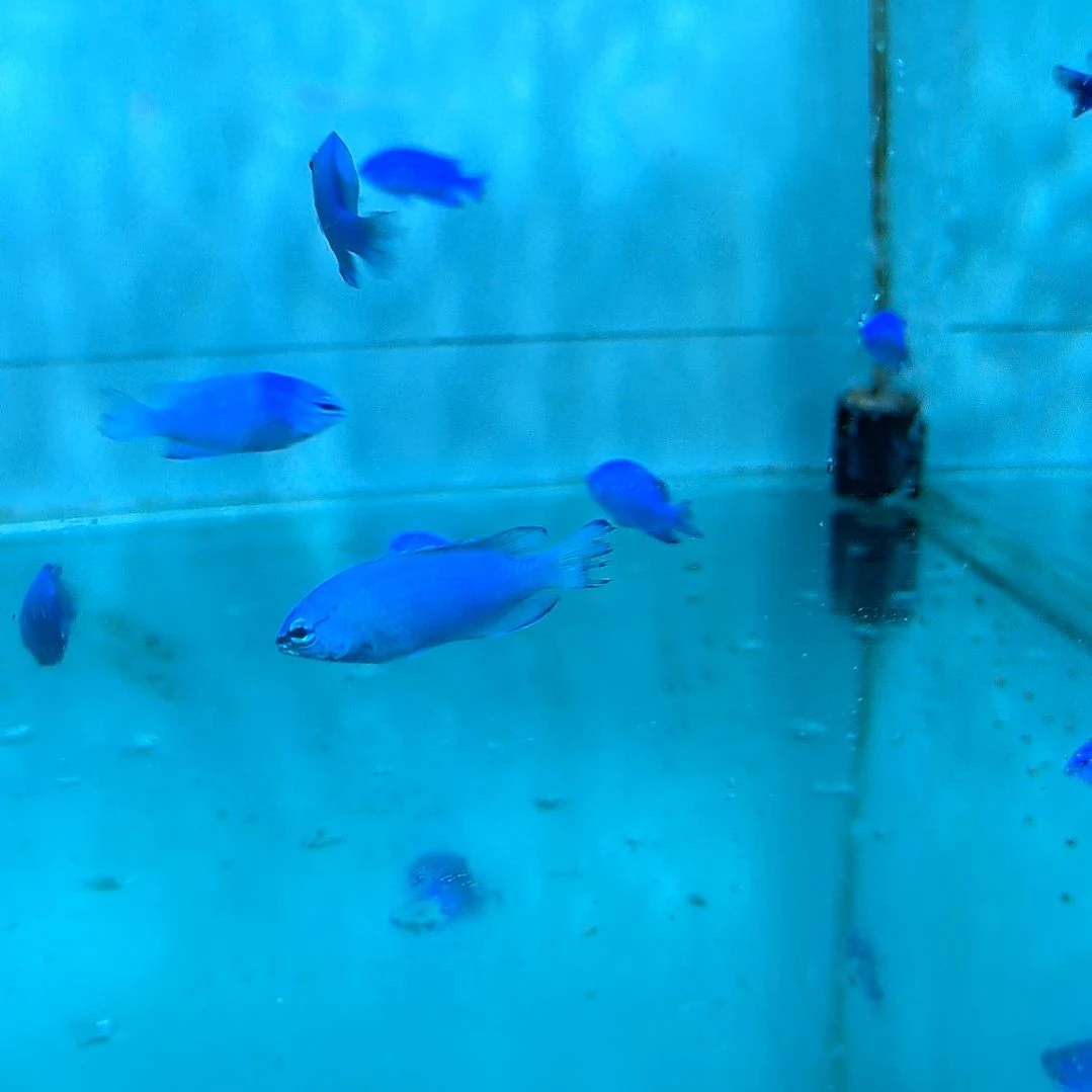 海水鱼纯蓝蓝魔4条10好系统上缸