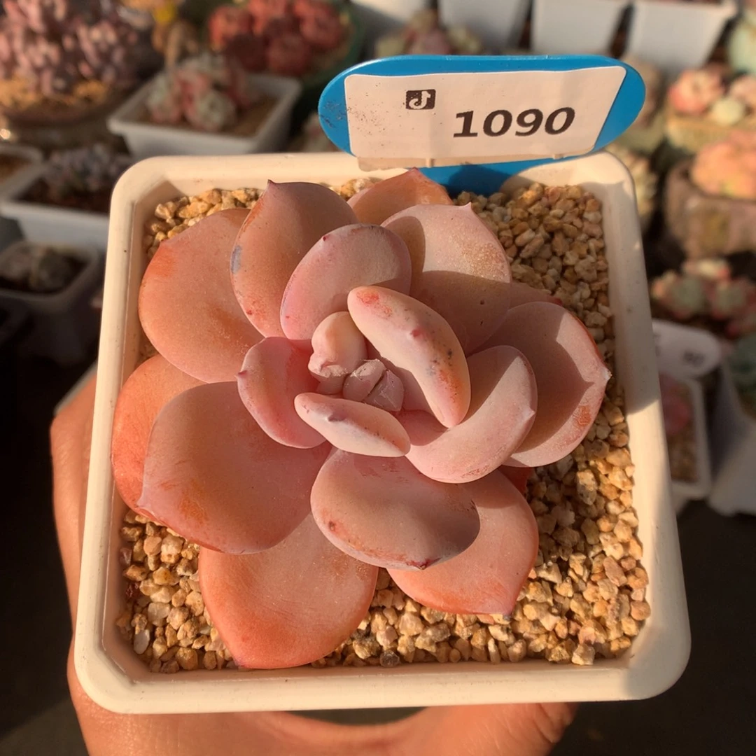 1090奶茶石化多肉植物