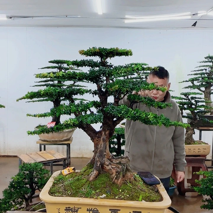 无花朵盆景园林……