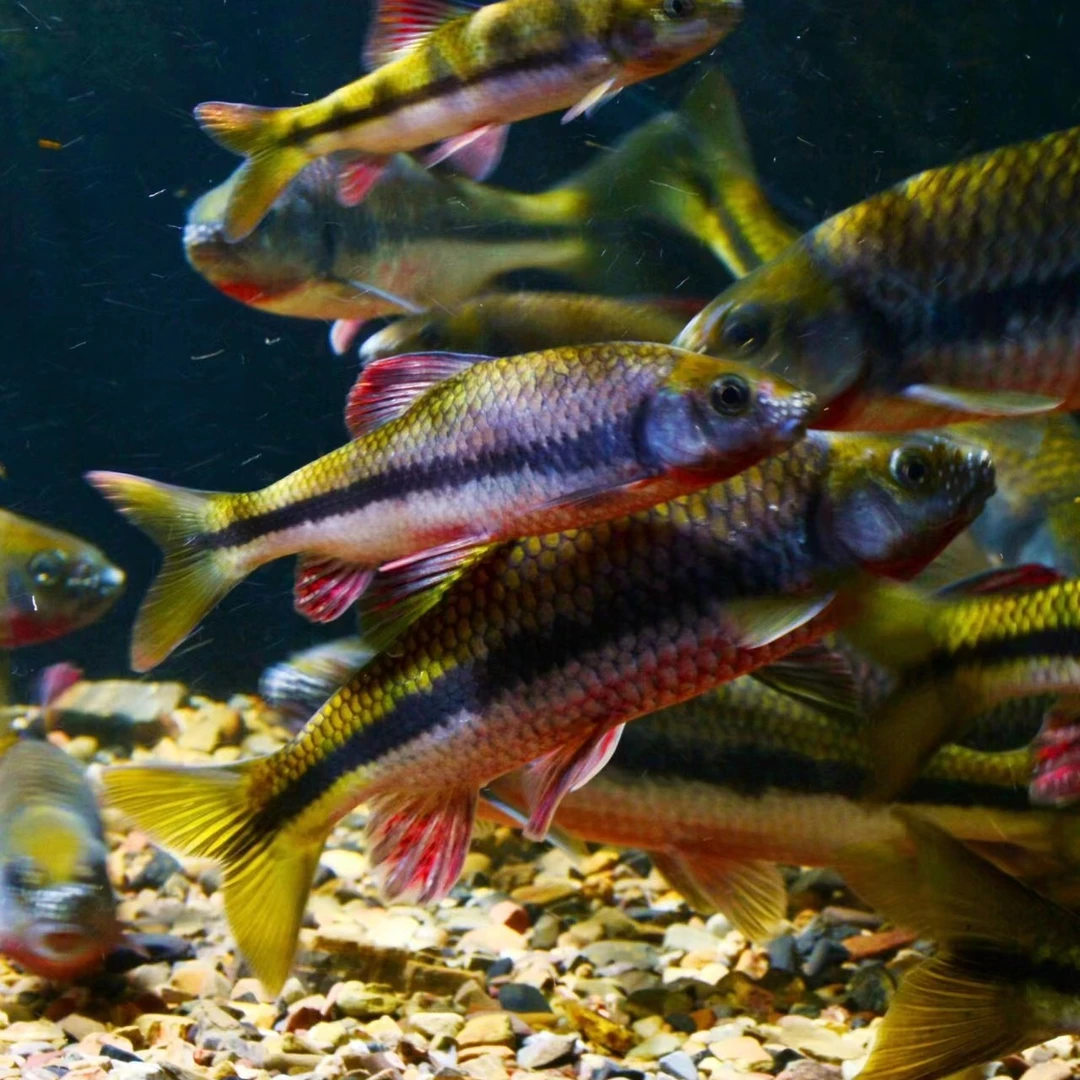 红腹黄腹溪石斑原生鱼