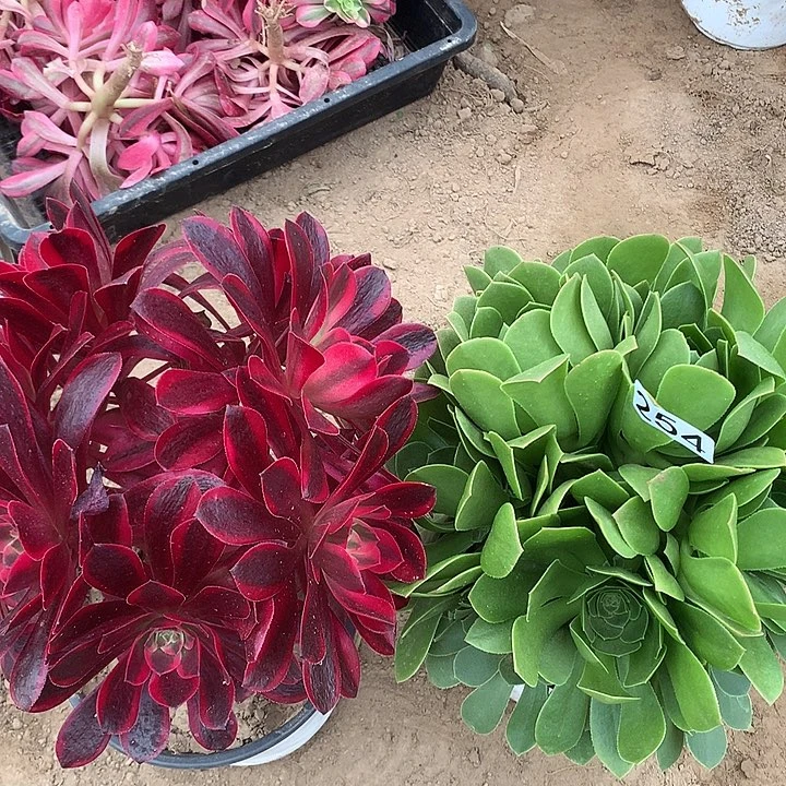 254哦滴杜莎➕绿玫瑰多肉植物1