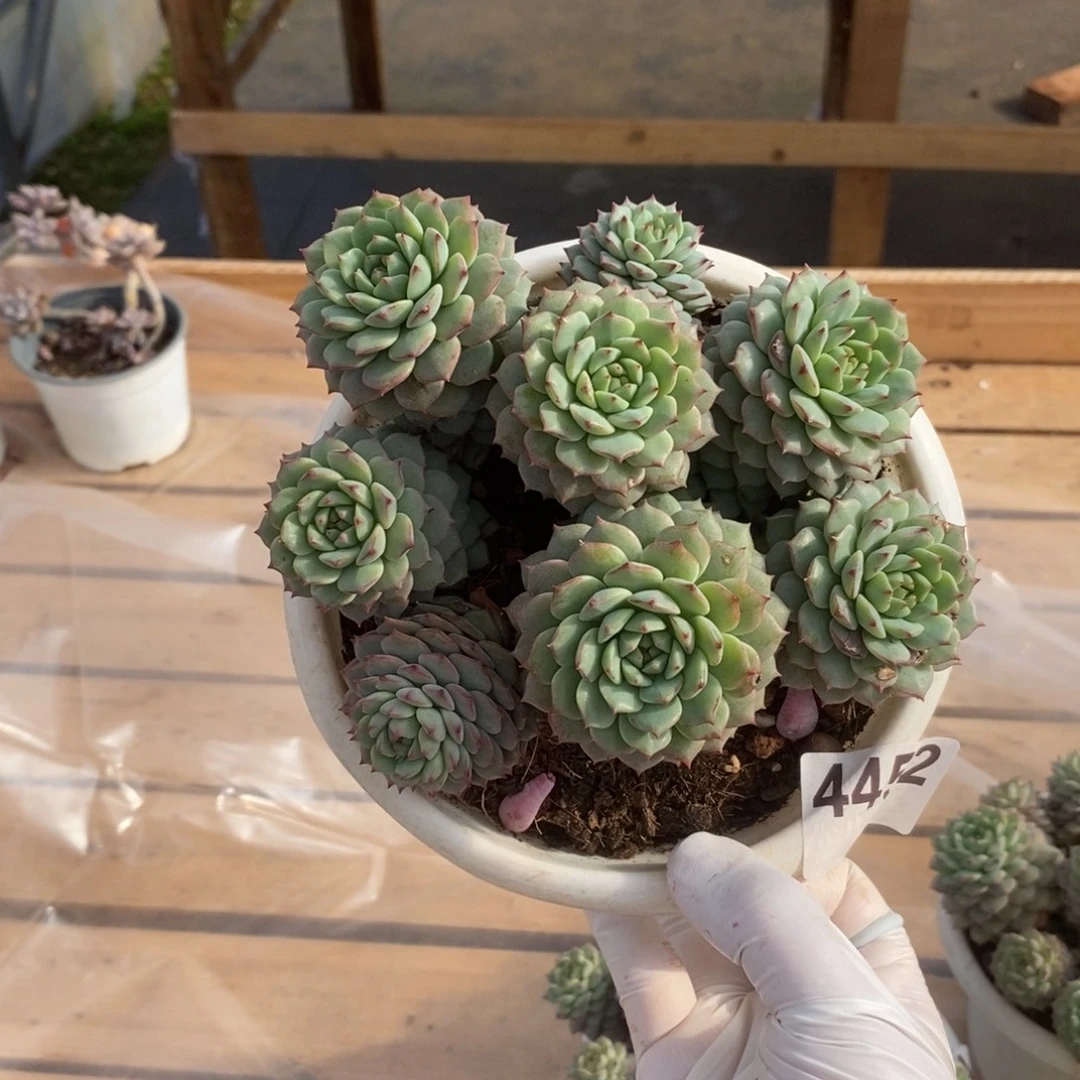 4452熊猫脸一物一拍