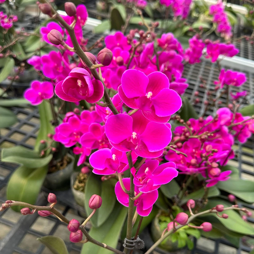 【满天红】2.8杯 长花期耐开  基地直发 单花剑福利款不售后