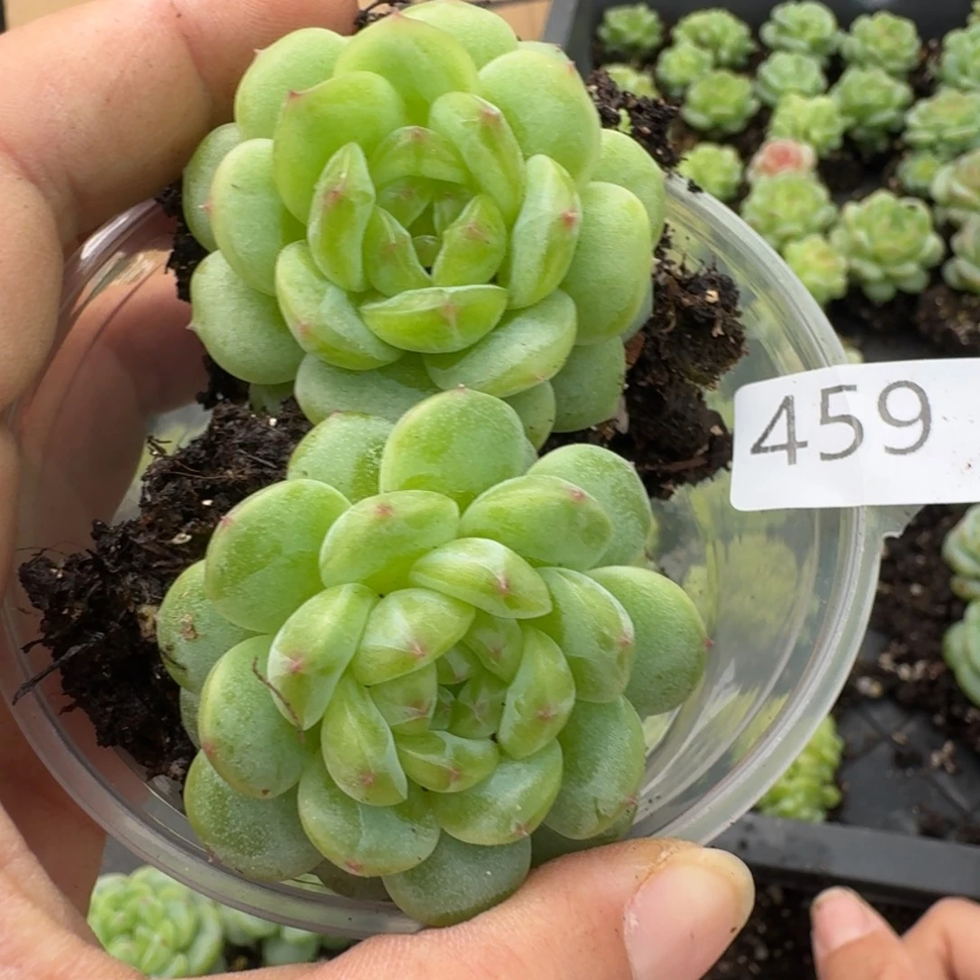 一物一拍一物一拍1108-459