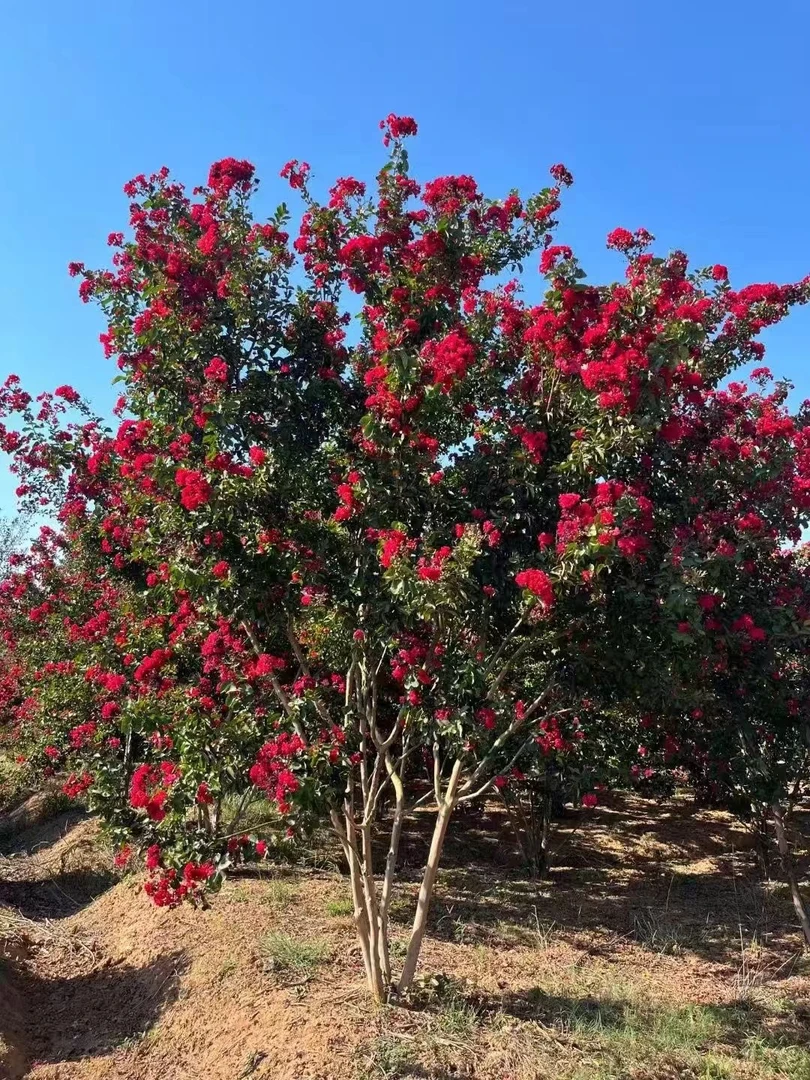 紫薇花树苗盆栽百日红花卉庭院老桩别墅室外绿化植物庭院大苗四季