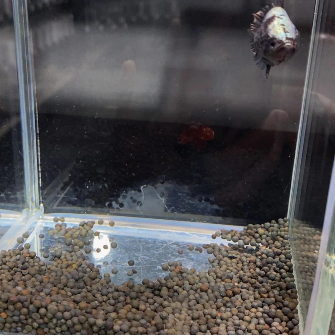 热带鱼公457噶*巨斗