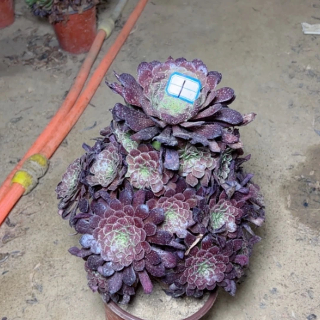 【闪购商品】多肉植物红铜壶1