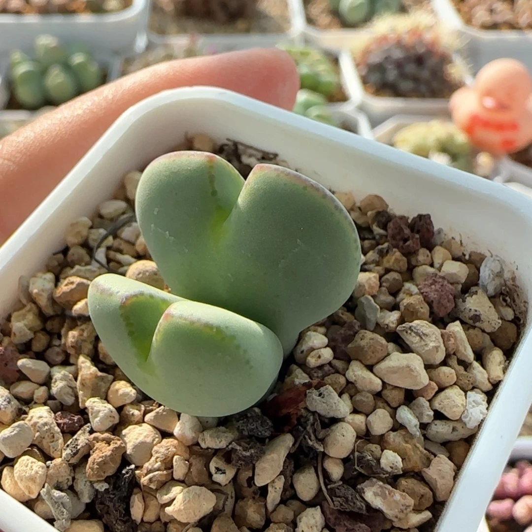 7155 大白多肉植物园