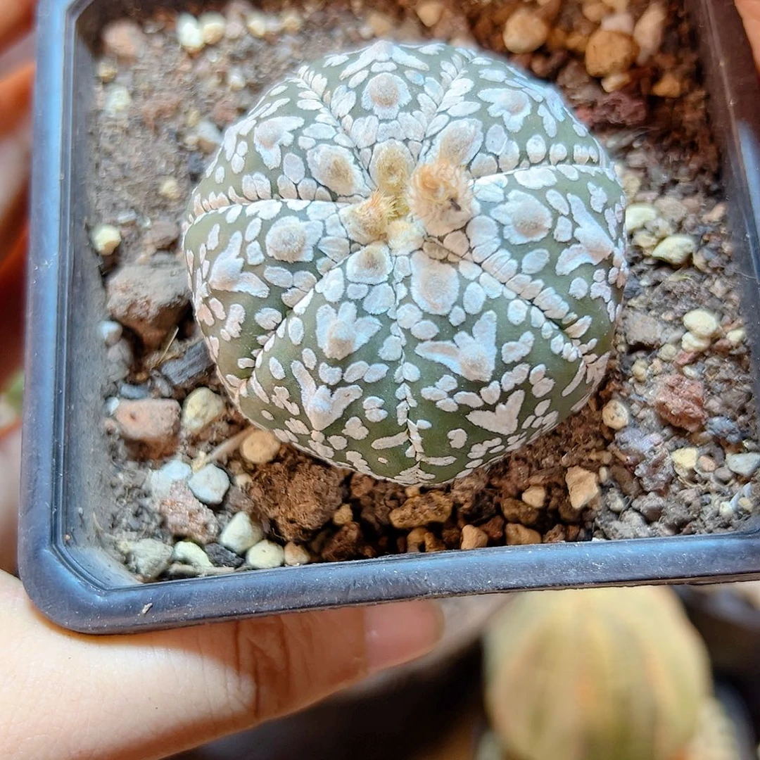 晚52号实生v兜带盆缺水