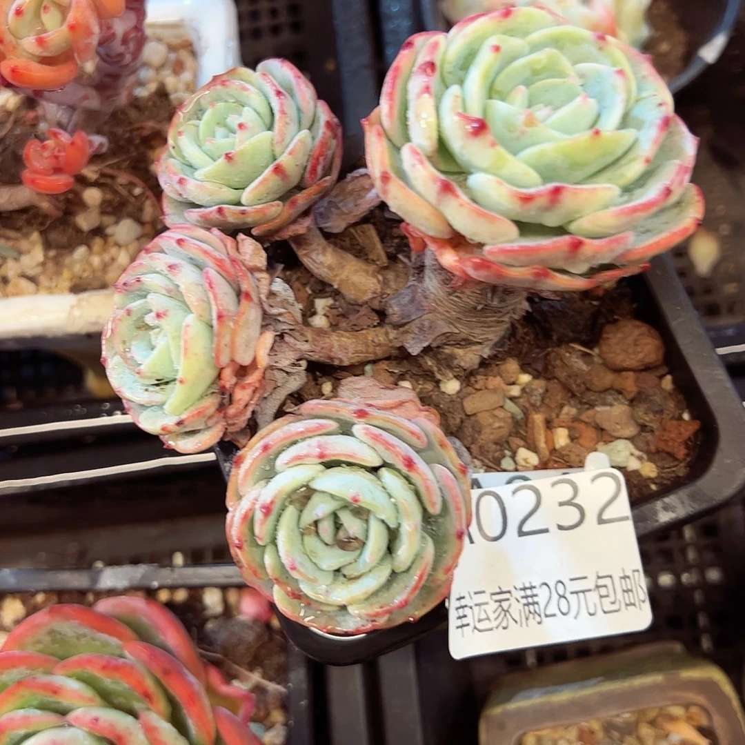 幸运的是我的朋友