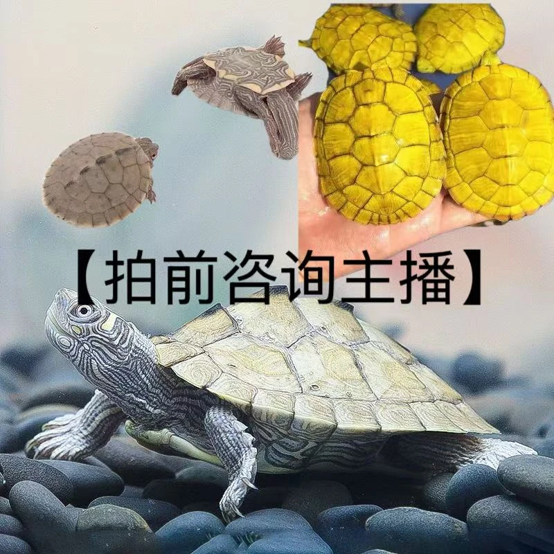 抖音优质活体宠物链接[]