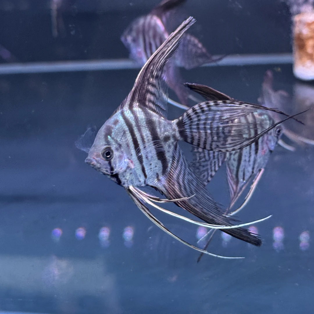 明天小鱼稀有长鳍娜鲁湾神仙鱼观赏性高适合南美缸各种缸饲养