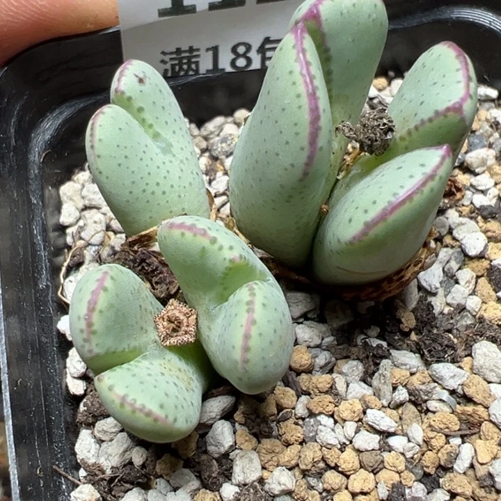 【闪购商品】 1126。