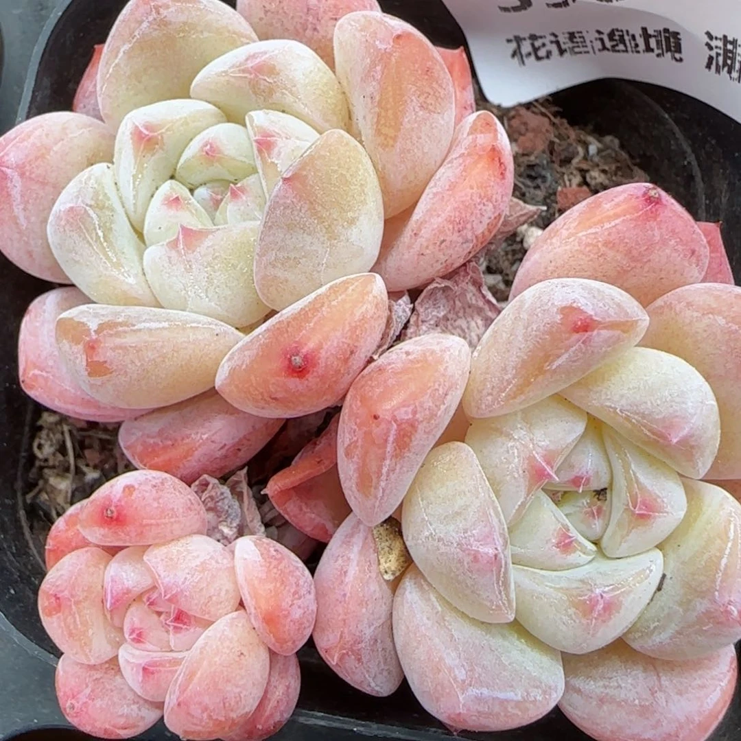 花语逸境0213-398