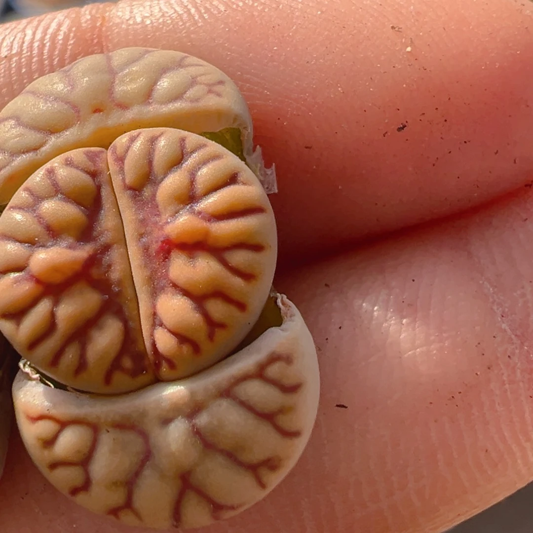 ＆****?63多肉植物百科知识