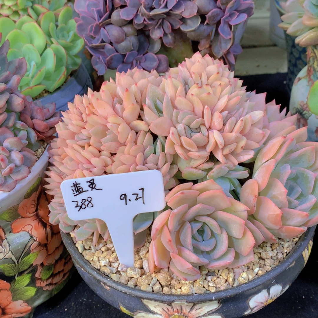 蓝***灵精品多肉植物花卉盆栽花卉
