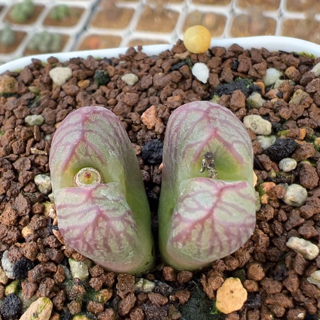 210多肉植物送奶工