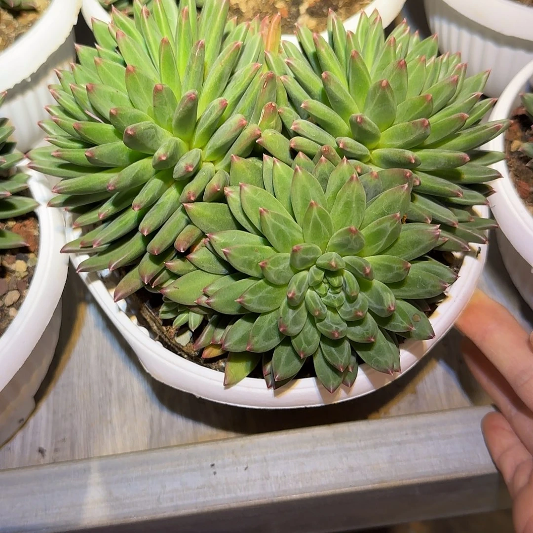 元青花整无砍群生多肉