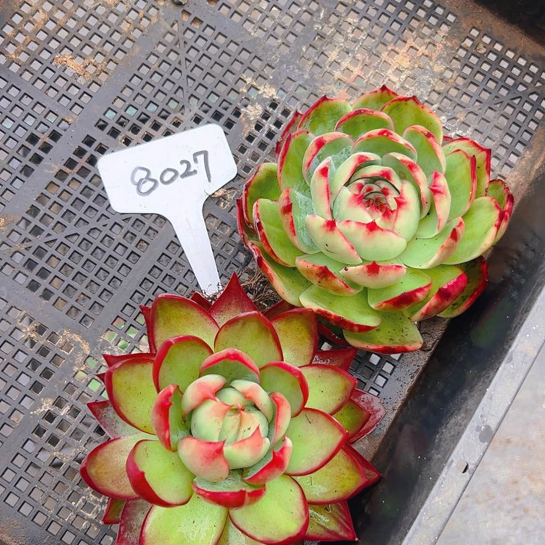 惊鸿仙子两颗8027号