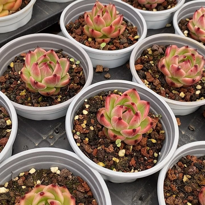 蓝龙福利多多去拍