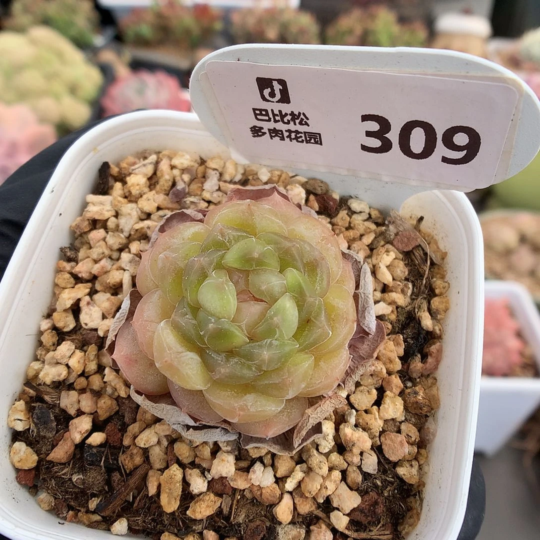 309 绿透白色恋人