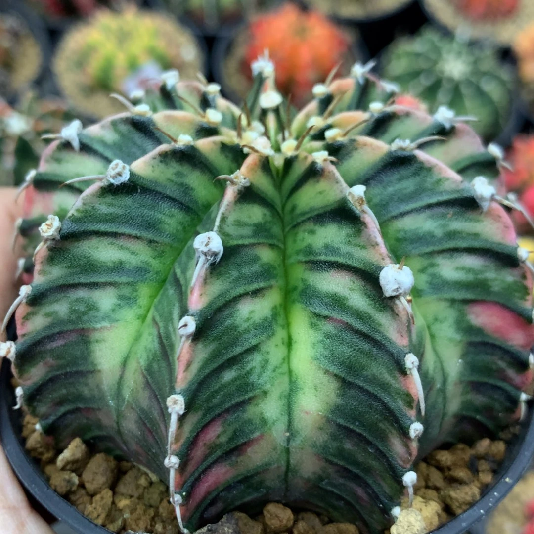 仙人球米哈肋骨锦