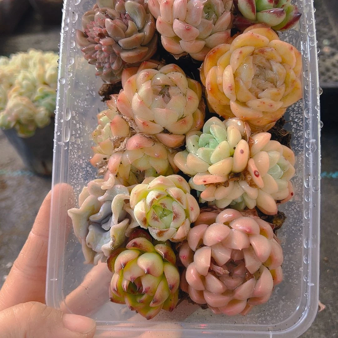 730，拼盘，带盆带土发货