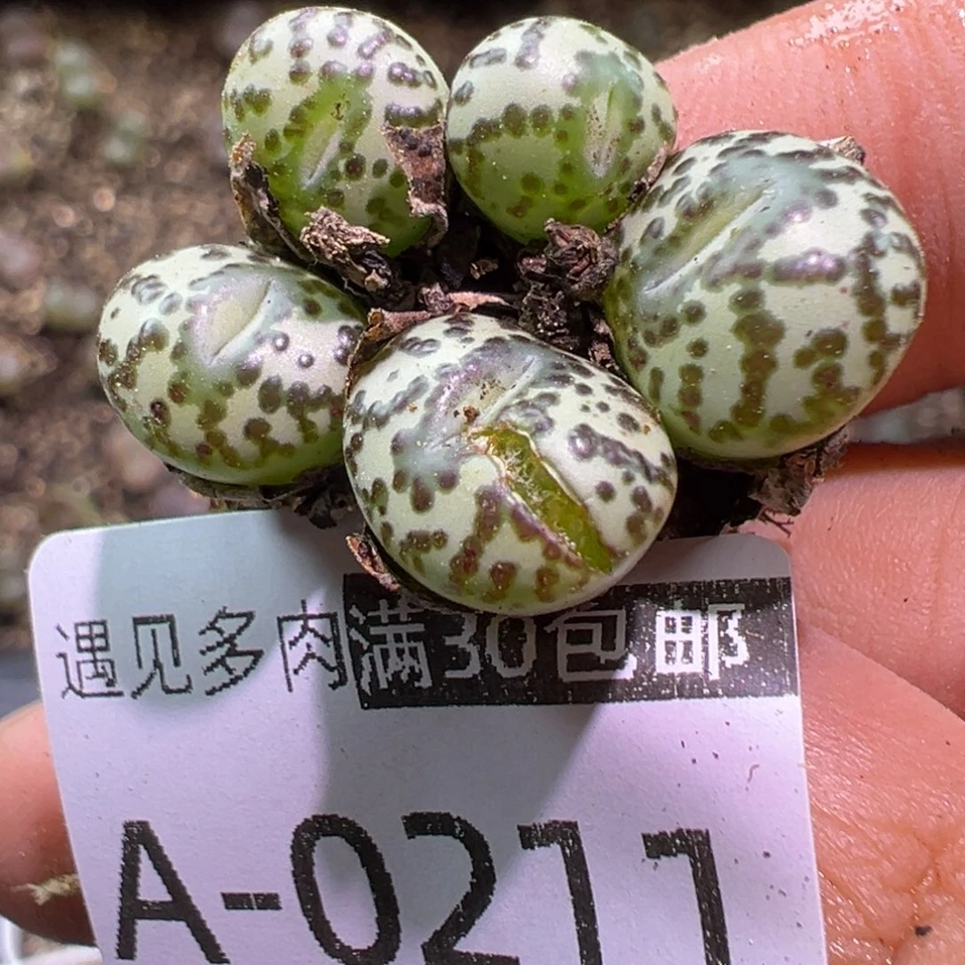 多肉植物1111111111111