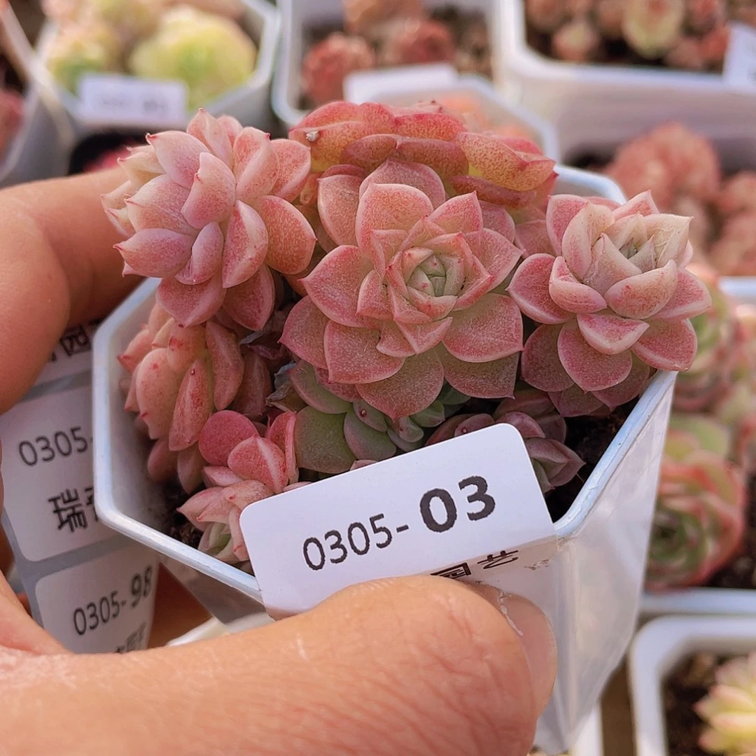 000000000000003量拍