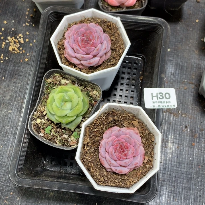 劼***劼懒羊羊一物一拍专拍