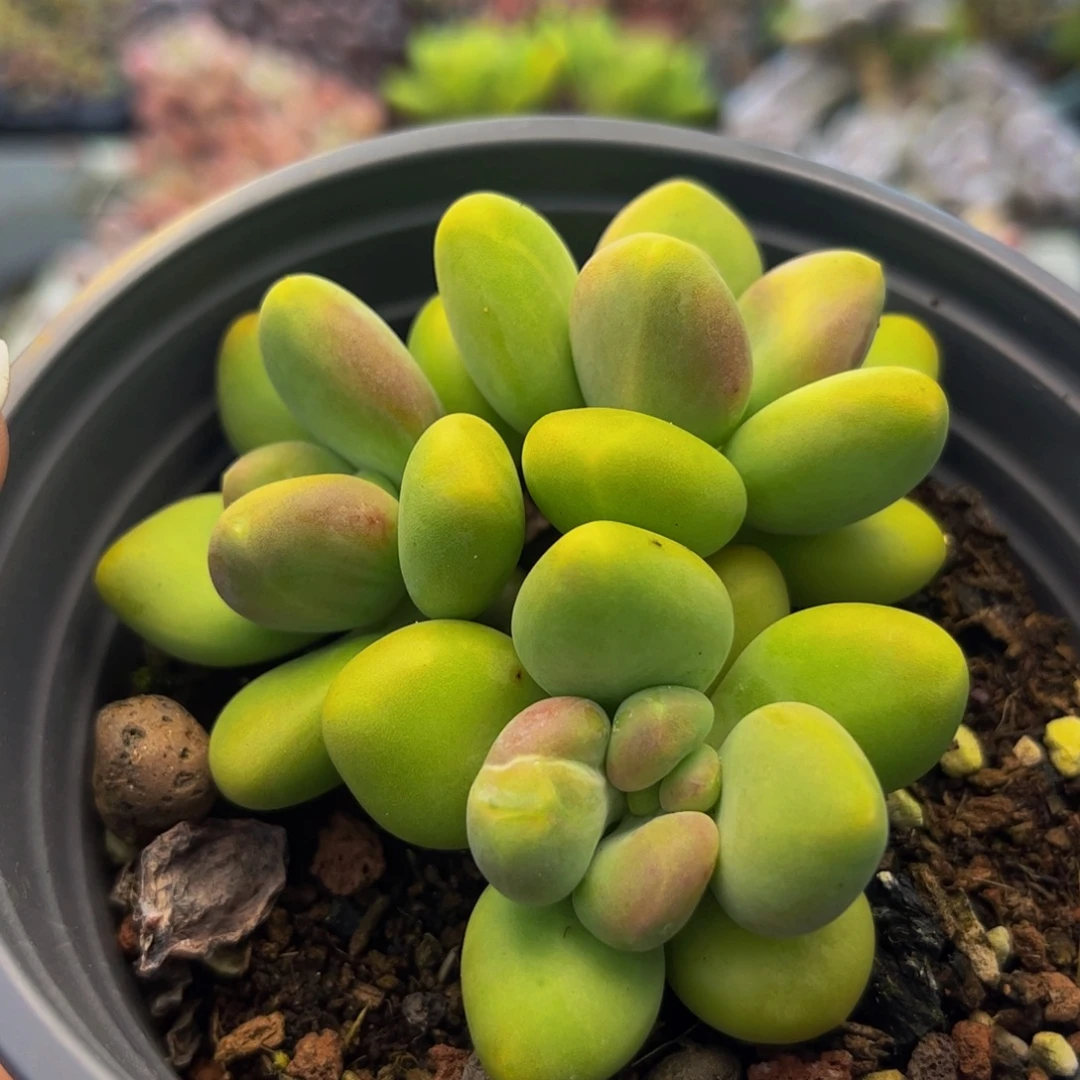 487-kk奶酪多肉6cm