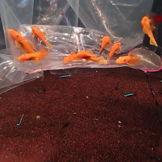 工具鱼黄金胡子5只cm  顺丰