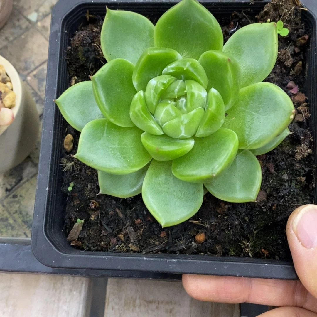 精品多肉一物一拍不包整42