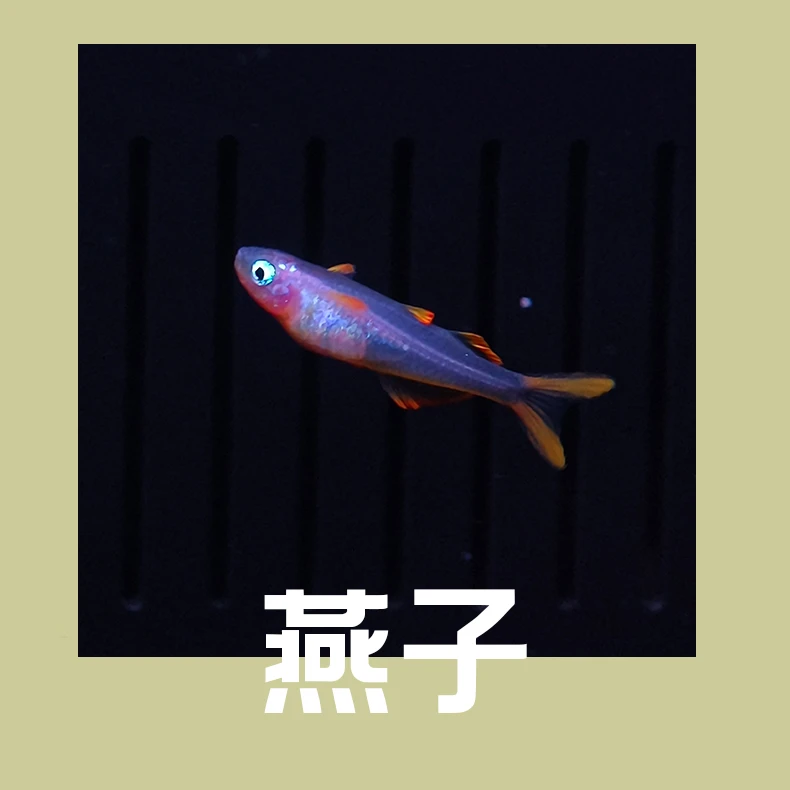 珍珠燕子 霓虹燕子  上层鱼