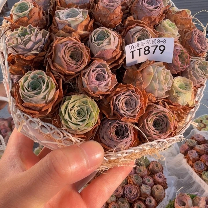 TT879 铁艺花篮玫瑰组合