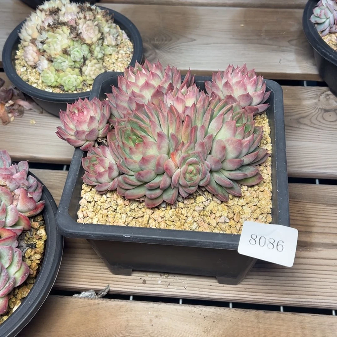 8086肉度哟多校长肉