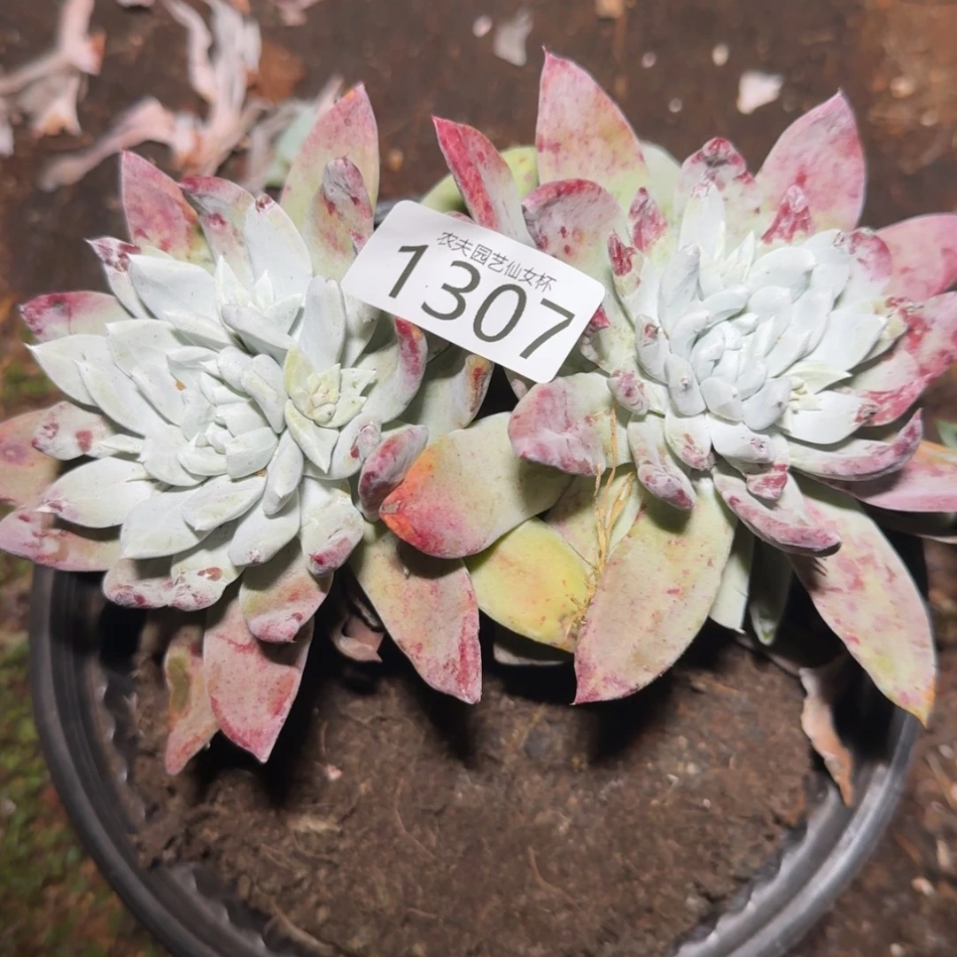 3代杂交仙女杯多肉福利