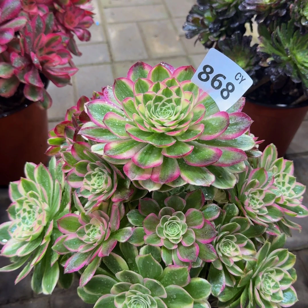 蜜***～多肉植物868孔雀翎