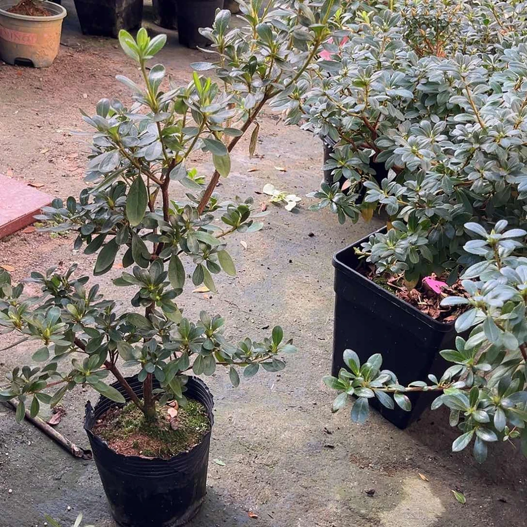 完全开放花月杜鹃