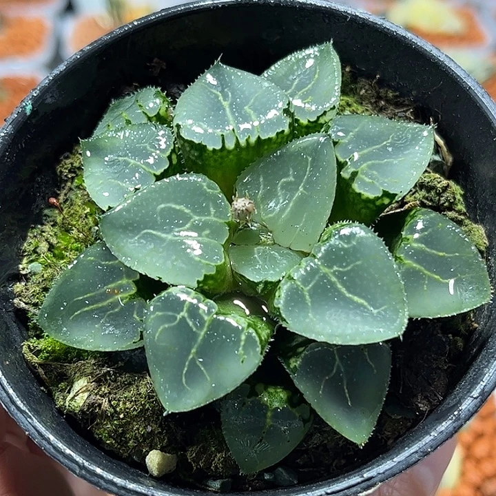 池田玻璃十二卷玻璃