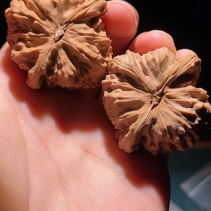 文玩核桃把件40白狮子