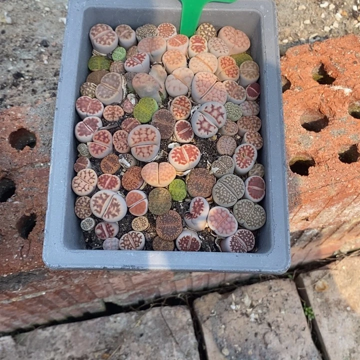 程*生石花等植物241