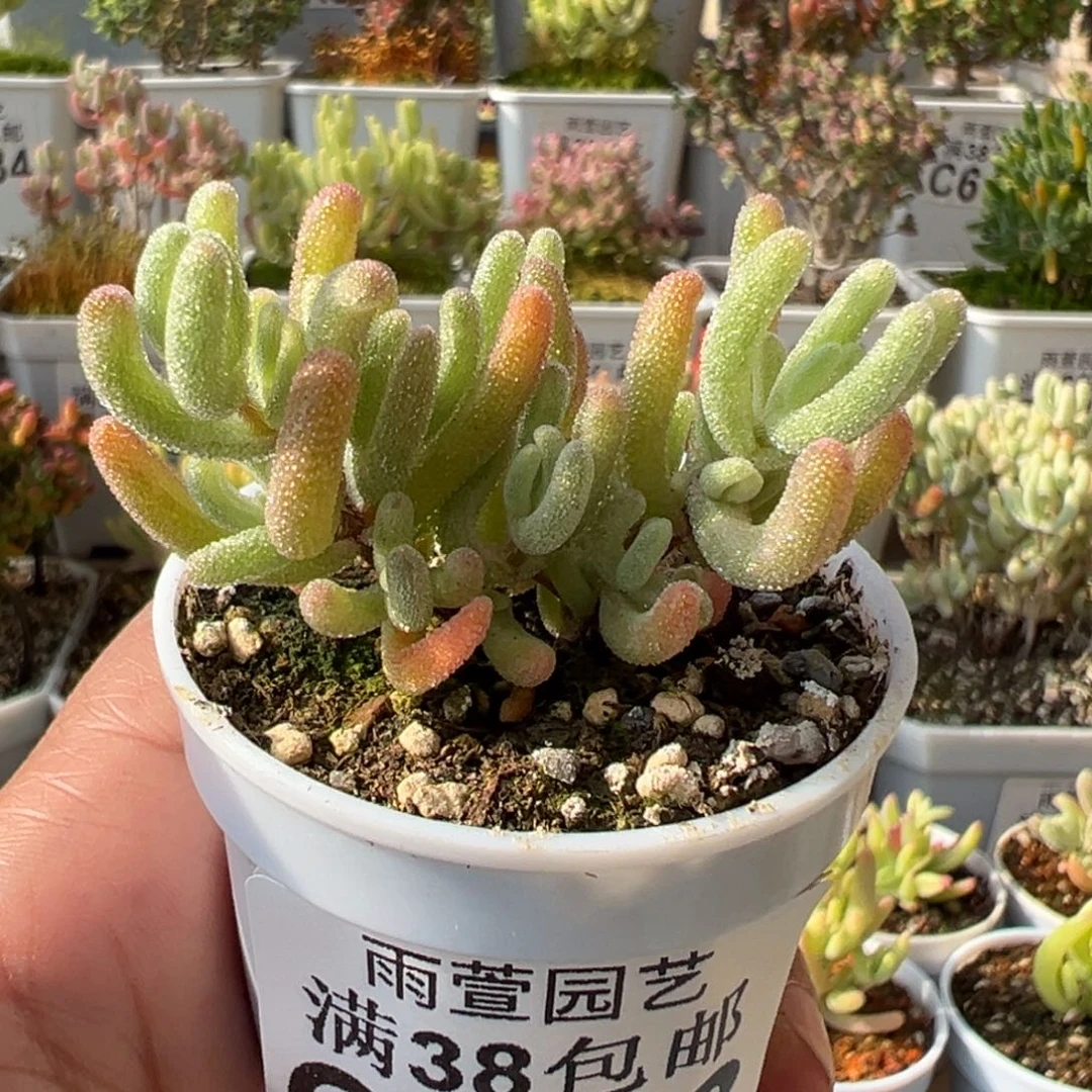 1-833橙叶白锦小鹿角