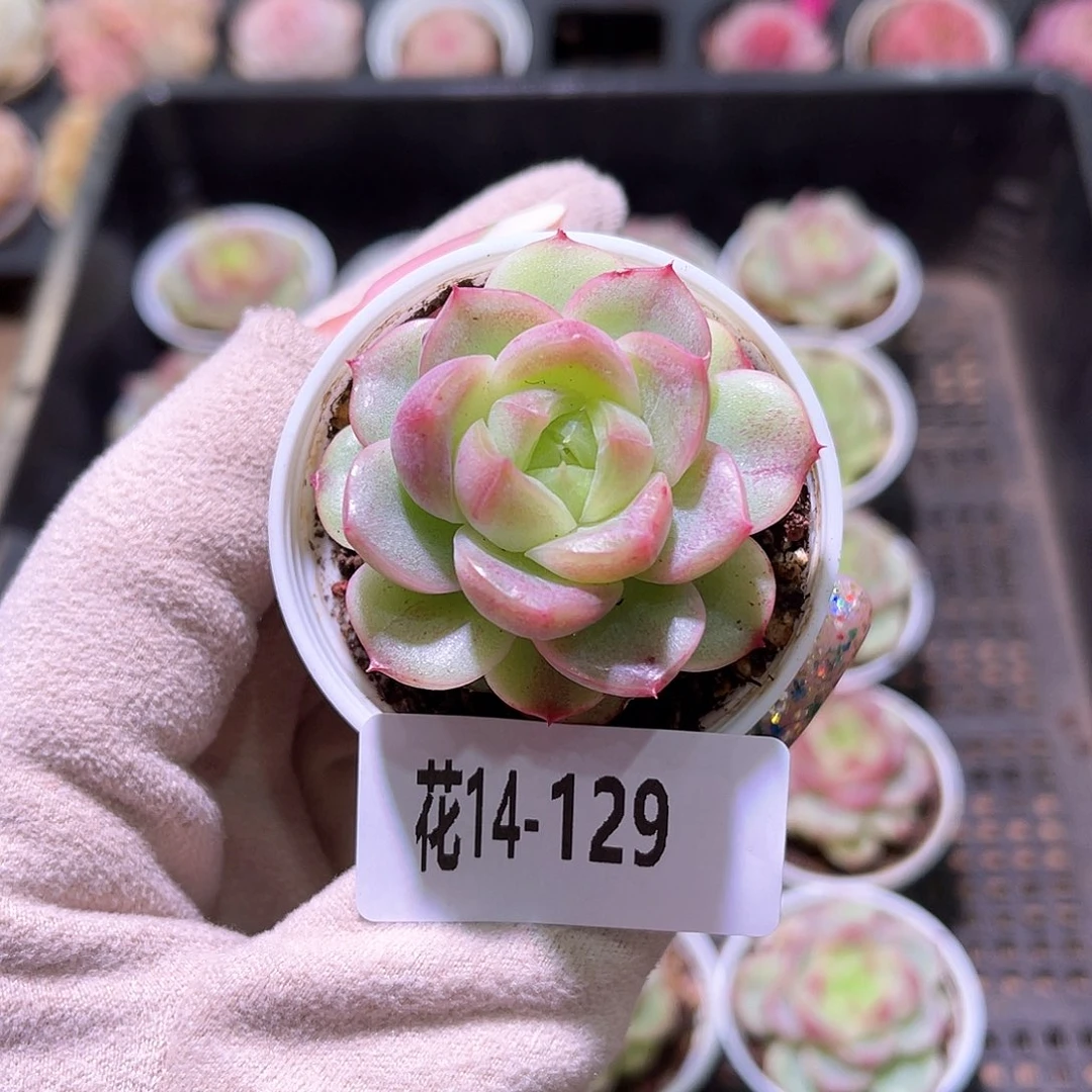 花利美14-129铂金叶