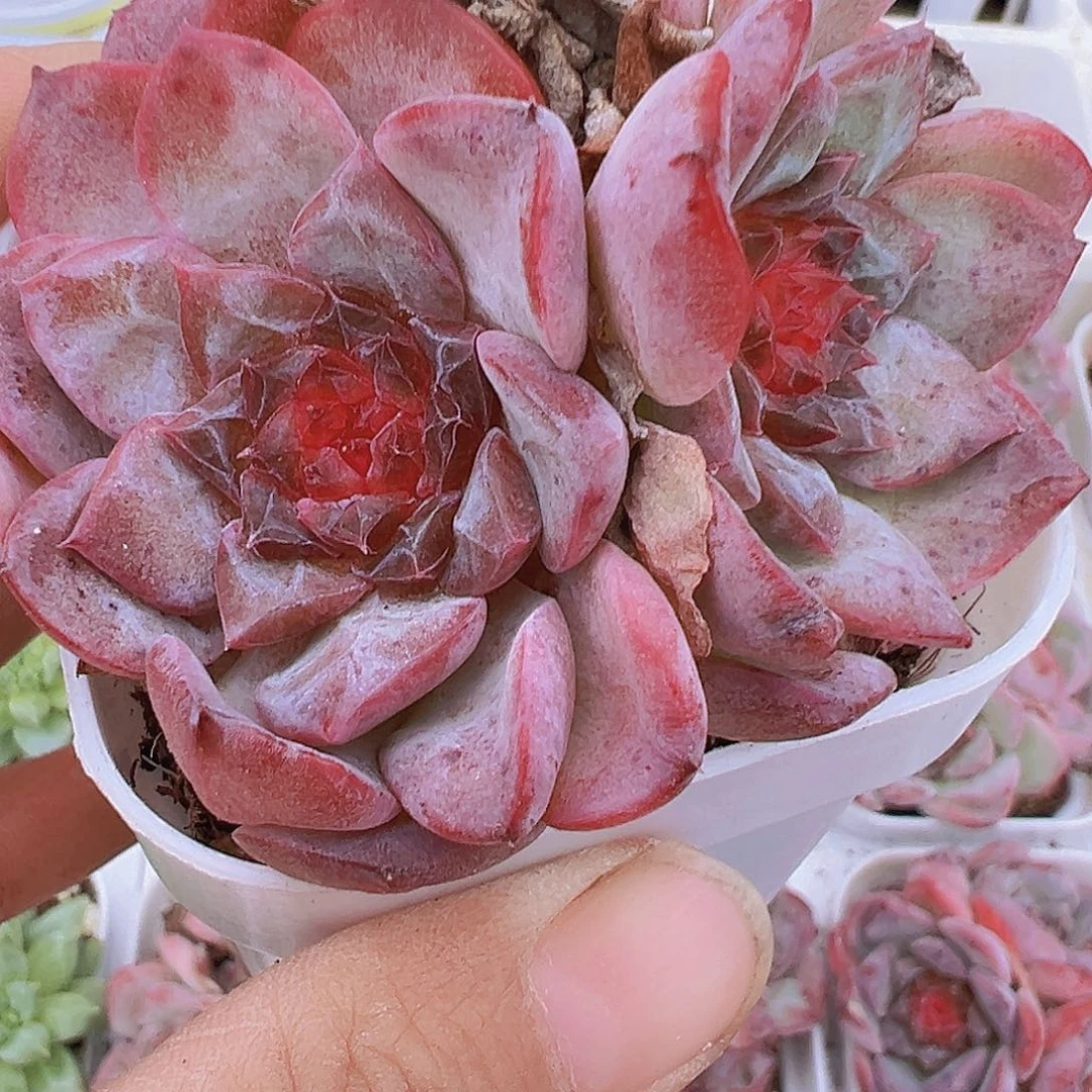 草莓冰魄群19包邮多肉
