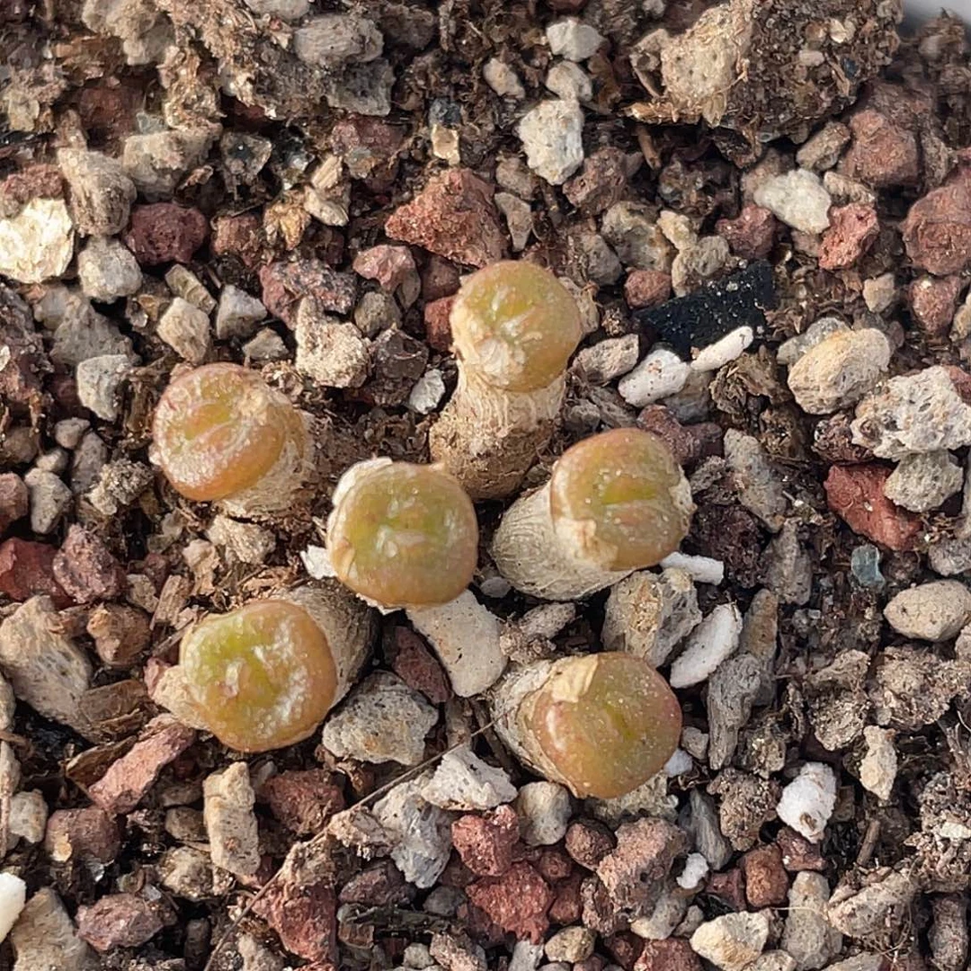 18-111方糖多肉植物