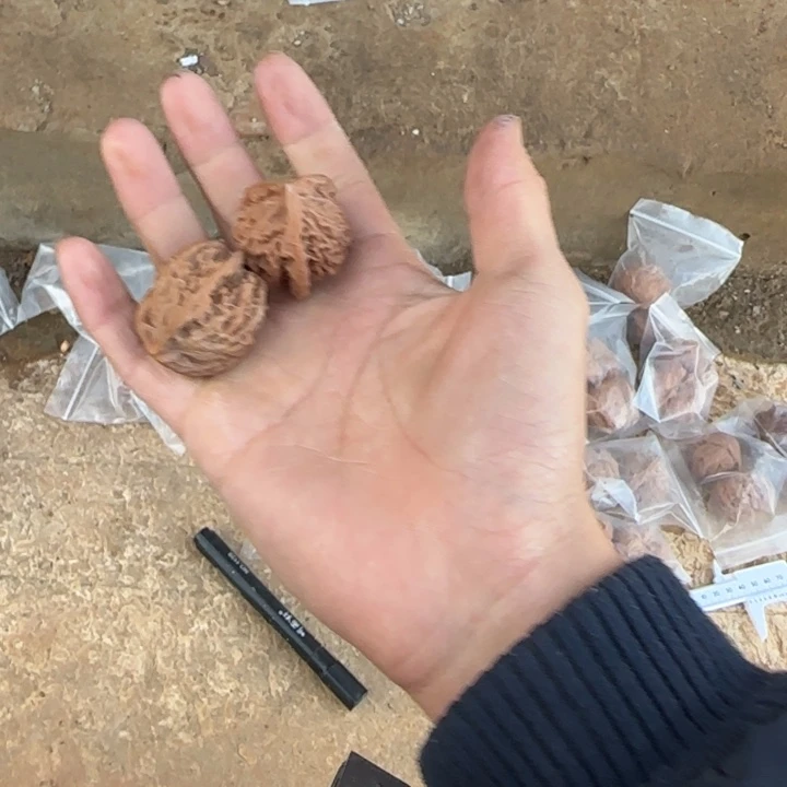 文玩核桃把件三棱